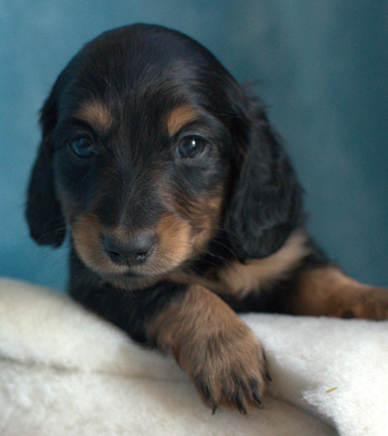 vom treuen wachter long haired mini dachshunds